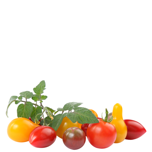 Cherry-Tomaten