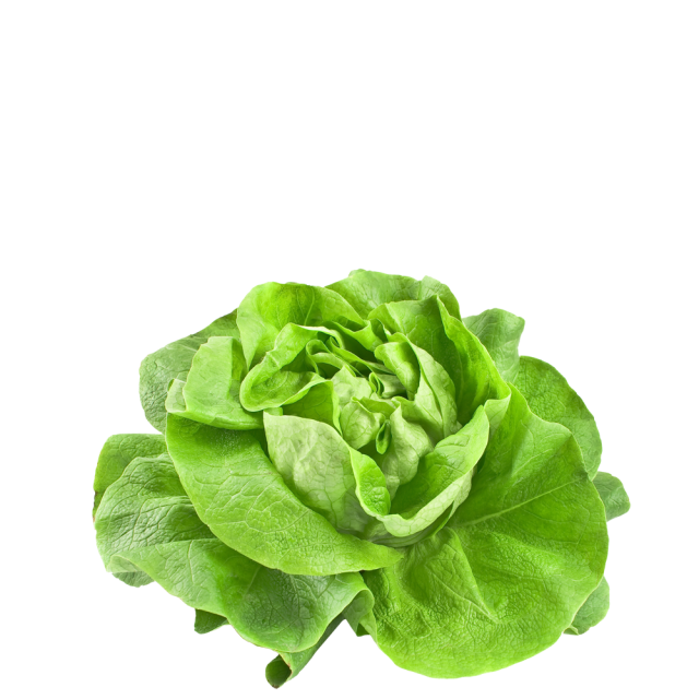 Blatt-Salate